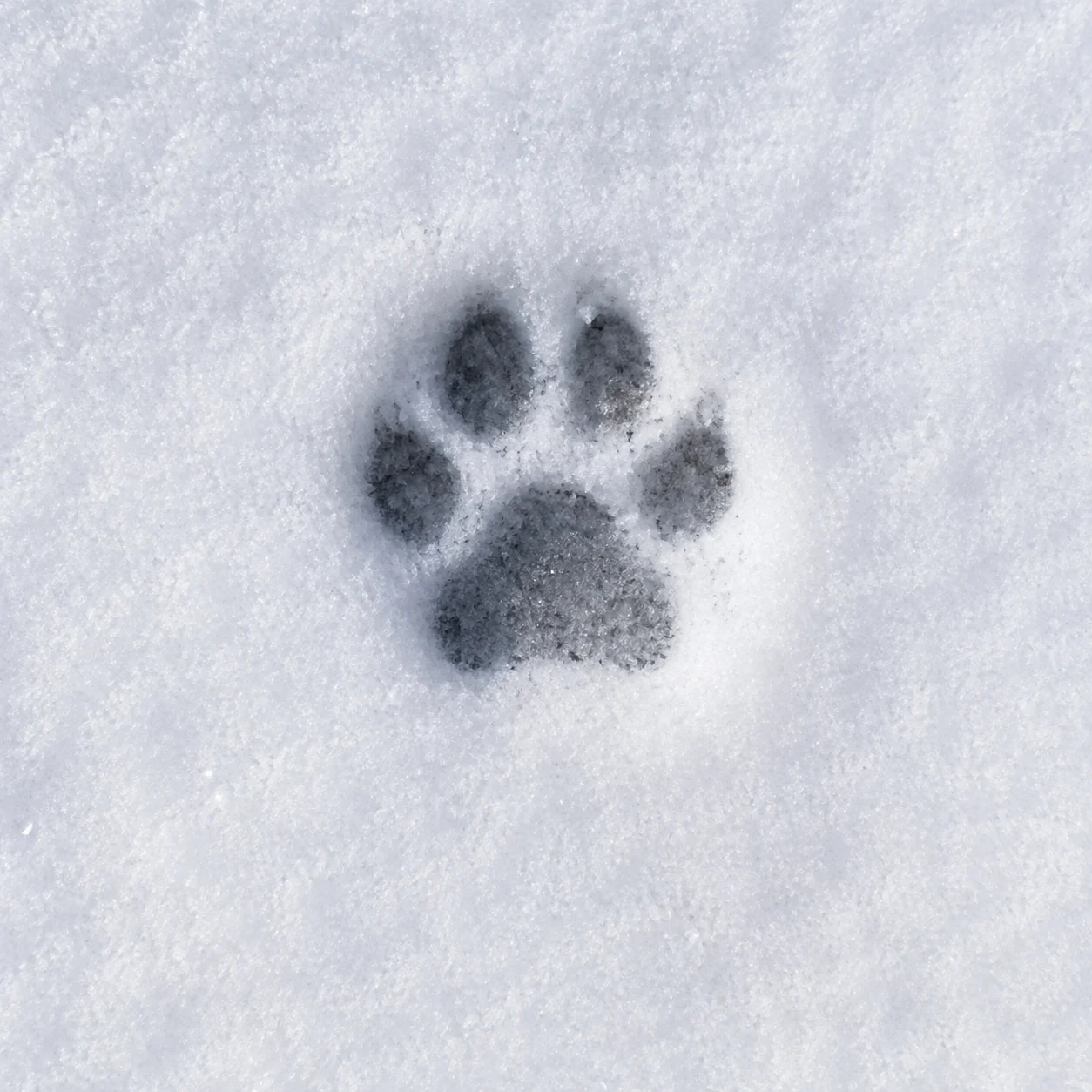 A paw print in fresh snow